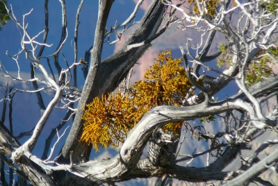 Dwergmaretak op den; Jan-Kees Goud