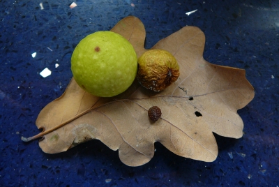 Gallen eikengalwesp; Jan-Kees Goud