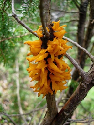 Gymnosporangium; Theo Ruissen