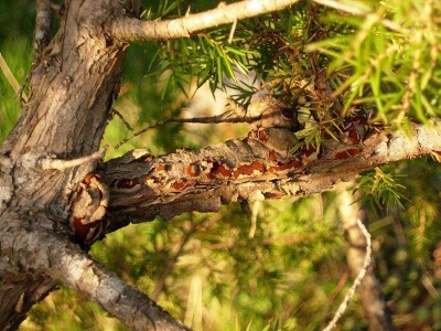 Gymnosporangium; Theo Ruissen