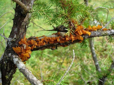 Gymnosporangium; Theo Ruissen