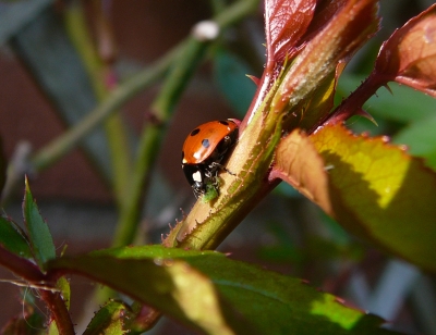 Lieveheersbeestje eet luis; Jan-Kees Goud