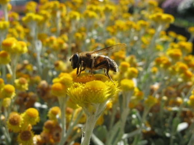 Bij op bloem; Sergio de la Fuente van Bentem