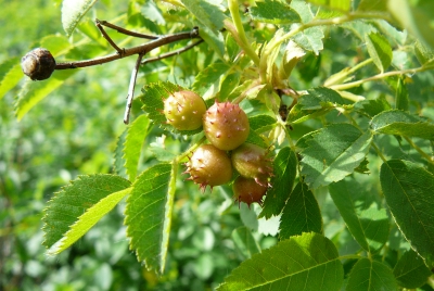 Gallen op roos, Hanneke Goud