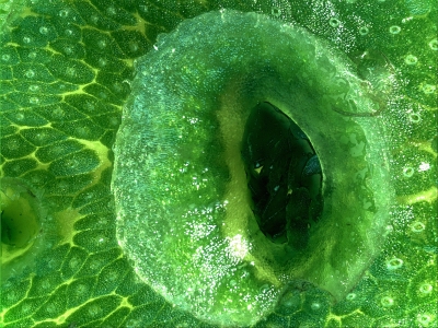 Levermos, Joachim Audenaert