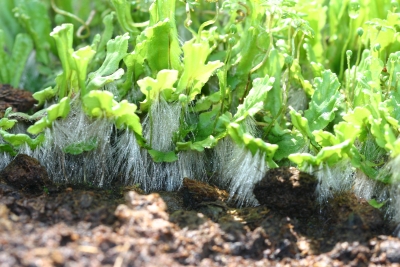 Levermos, Joachim Audenaert