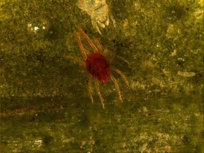 Rode spint, Joachim Audenaert