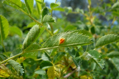 Roest op roos, Hanneke Goud
