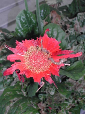 Turkse mot viruspreparaat, Joop de Hoog