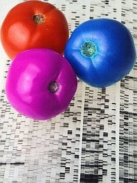Tomaten die met kennis over hun genetische opmaak genetisch zijn getransformeerd. De paarse en de blauwe zijn met een fotobewerkingsprogramma van een kleurtje voorzien. Bron: ARS - USDA, Publiek Domeinfoto, bewerkt door Jan-Kees Goud.