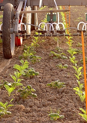 WeedIt. Foto: Rommie van der Weide; copyright PPO-agv.