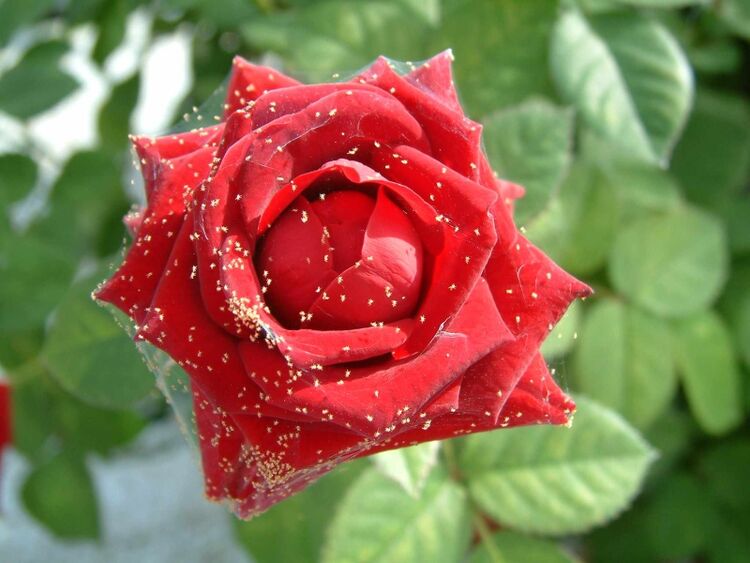 Spint op roos; Joop de Hoog; winnaar KNPV-fotowedstrijd