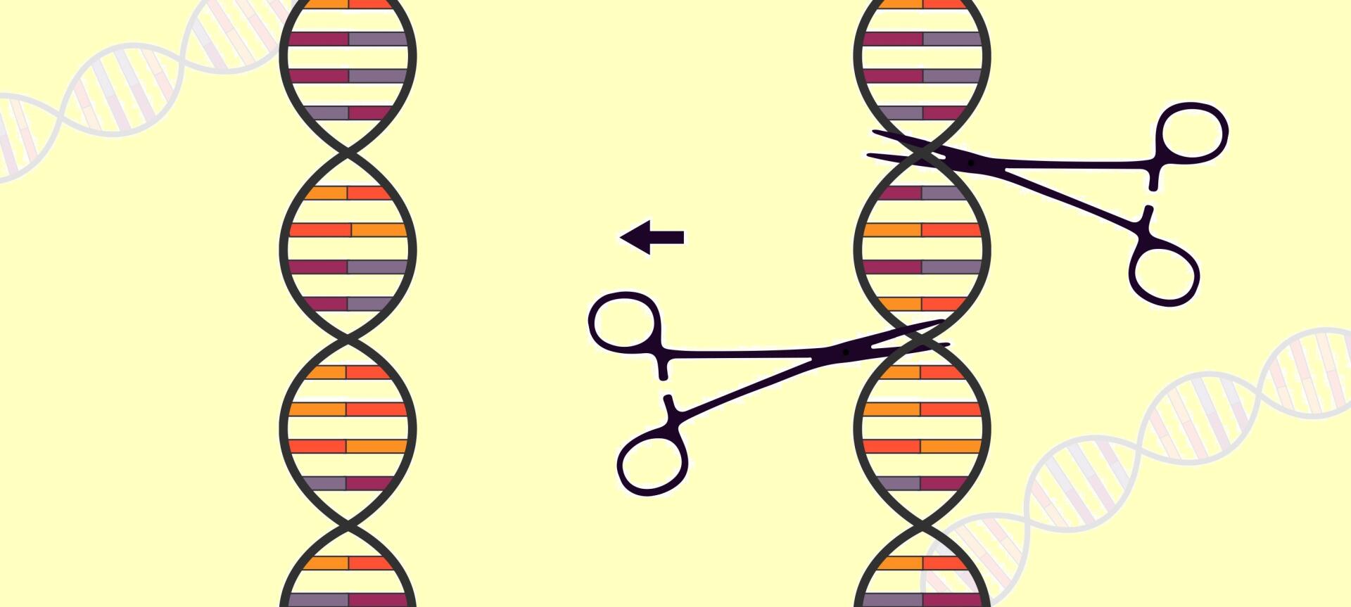 Gevolgen nieuwe regelgeving CRISPR-CAS voor Resistentieveredeling in de praktijk